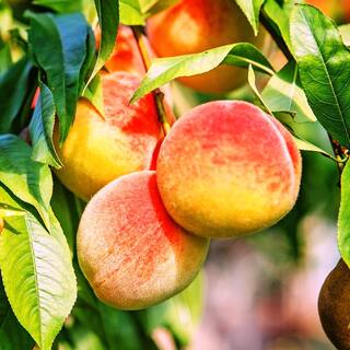 Belle of Georgia Peach Fruit Tree PCHBEL05G