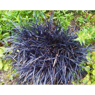 Online Orchards 1 Gal. Black Mondo Grass - Striking Dark Color Contrasts Beautifully Against Green and Purple Plants GROR010