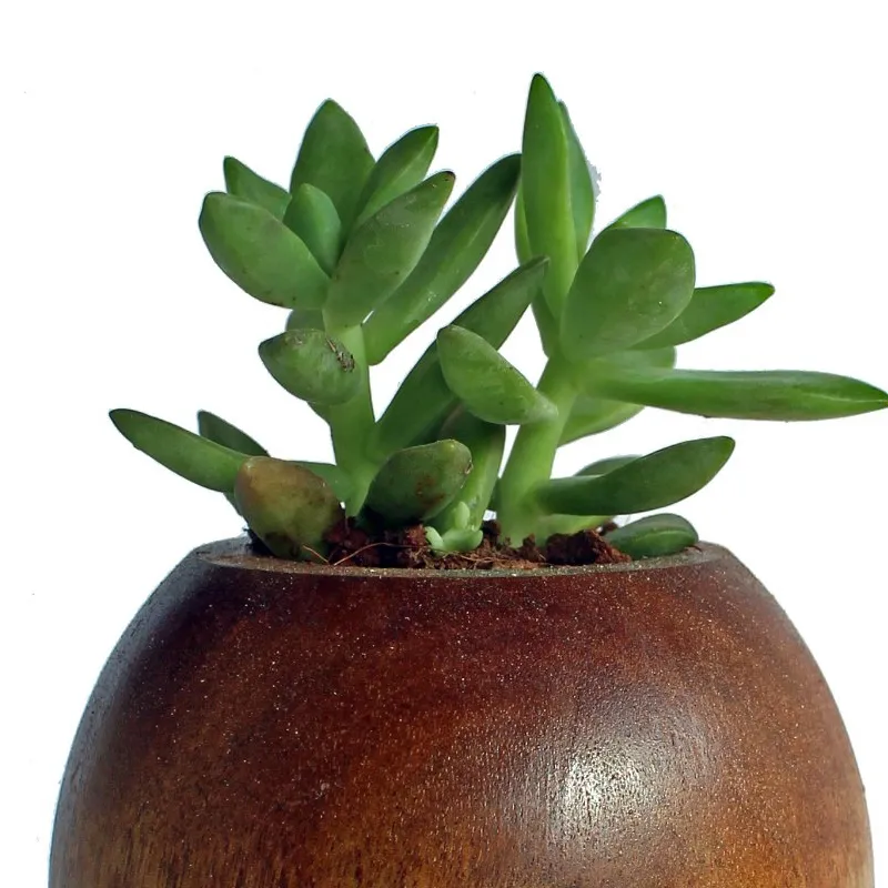 Indoor Decorative Wooden Planter OEM Customized Modern Planter Wood Flower Pots   Planter Supply From India