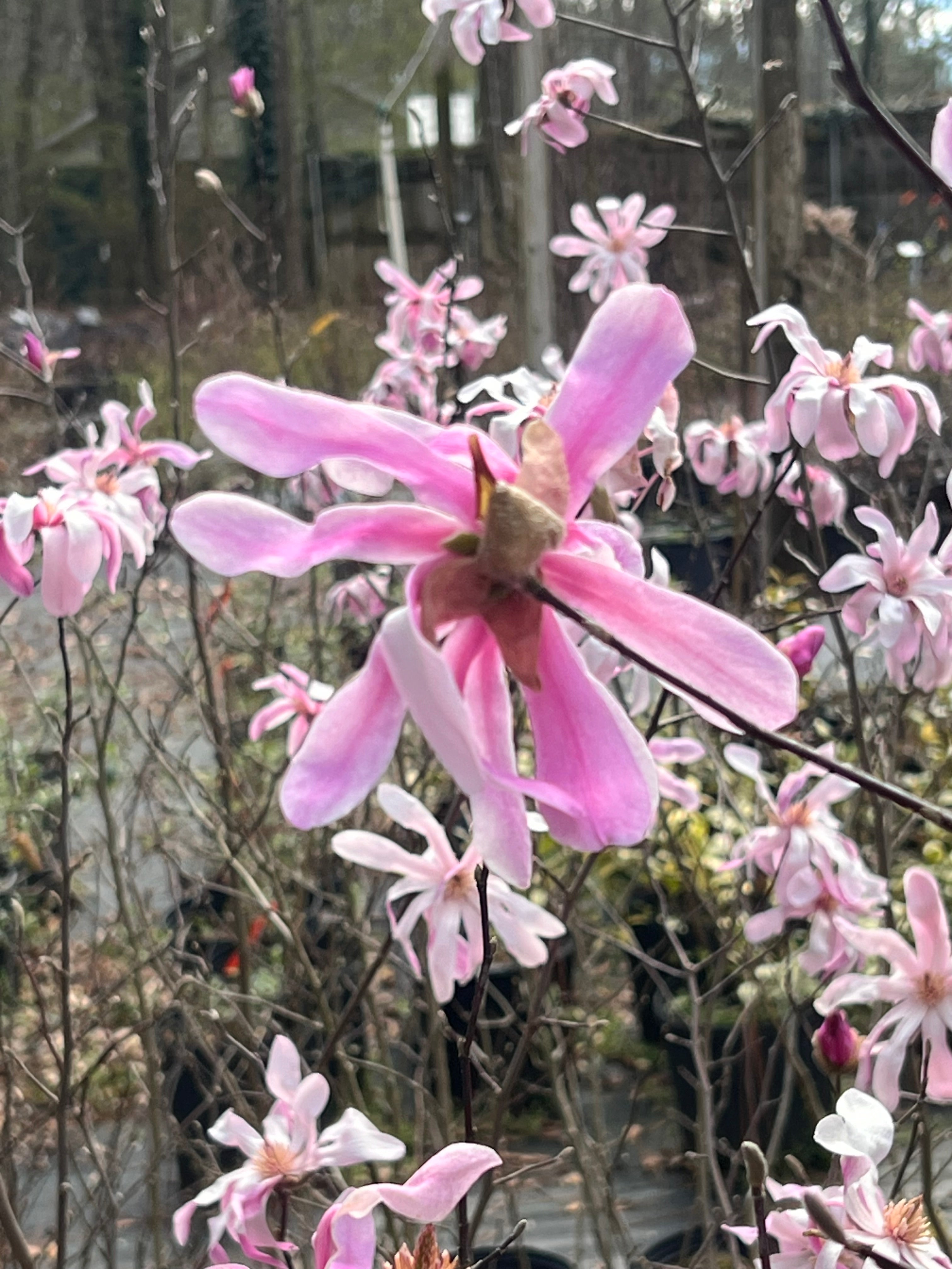 Leonard Messel Magnolia Tree