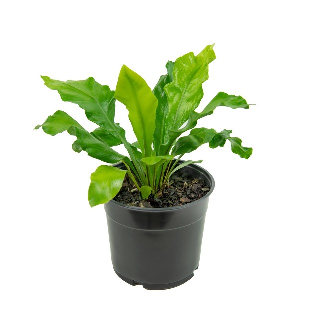 2pc Nidus Bird's Nest Fern - National Plant Network