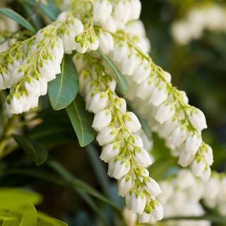 SOUTHERN LIVING 2 Gal. Mountain Snow Pieris Evergreen Shrub Clusters of Small Bell-shaped White Blooms 46962