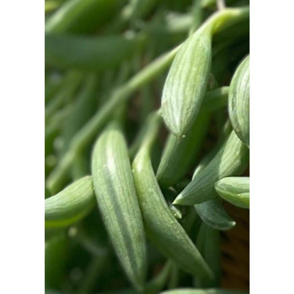 5 in. Senecio Radicans - String of Bananas with White Flowers Succulent Plants in Grower Hanging Pot hj-475