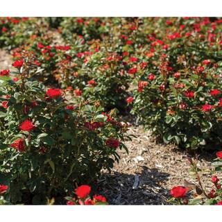 KNOCK OUT 2 Gal. Petite Knock Out Rose Bush with Red Flowers KOROS2PRD1PK