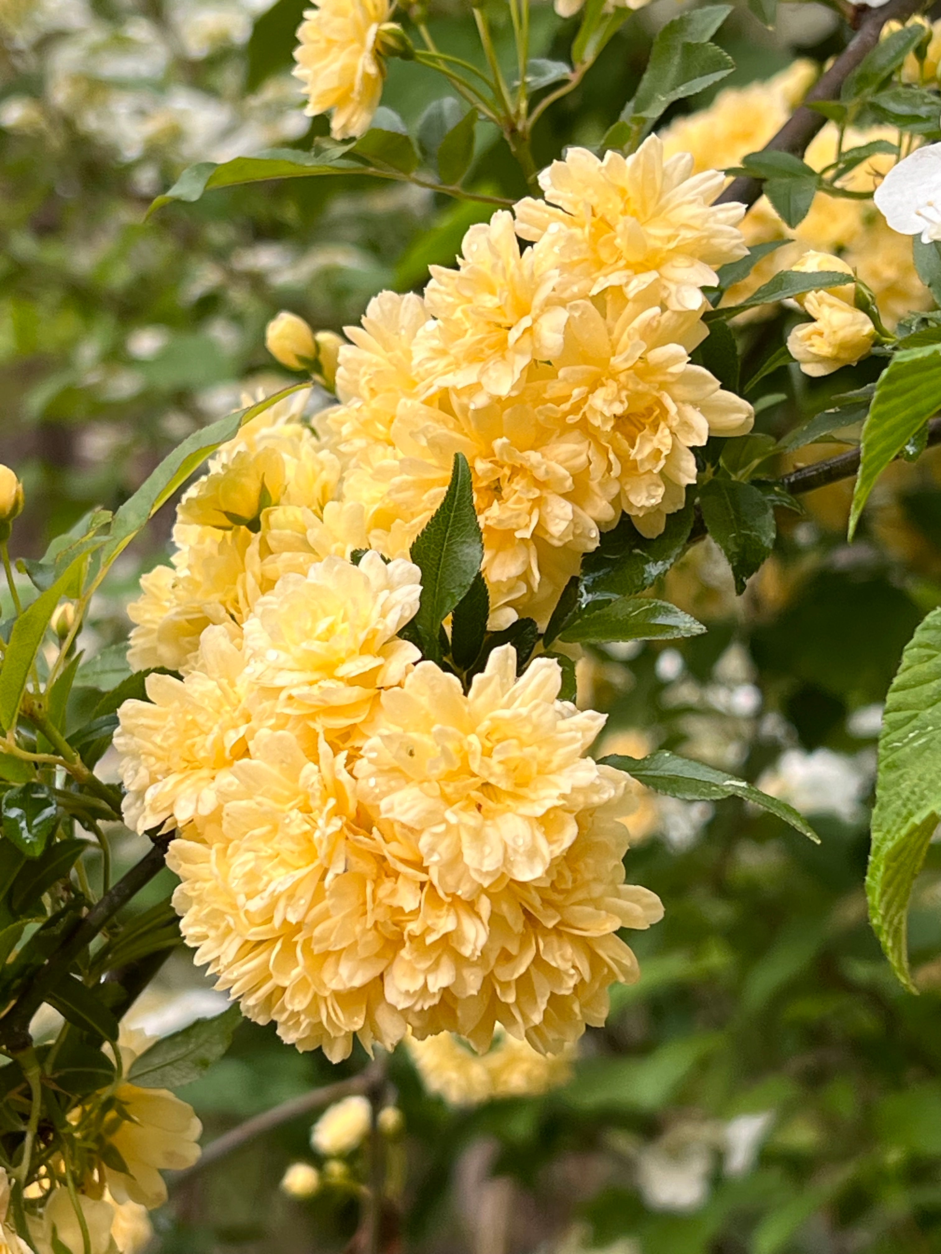 Yellow Lady Banks Rose