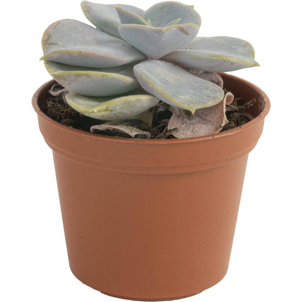 Costa Farms Mini Unique Indoor Succulent Plants in 2 in. Round Grower Pot Avg. Shipping Height 2 in. Tall (11-Pack) CO.SUCMINI.GP11