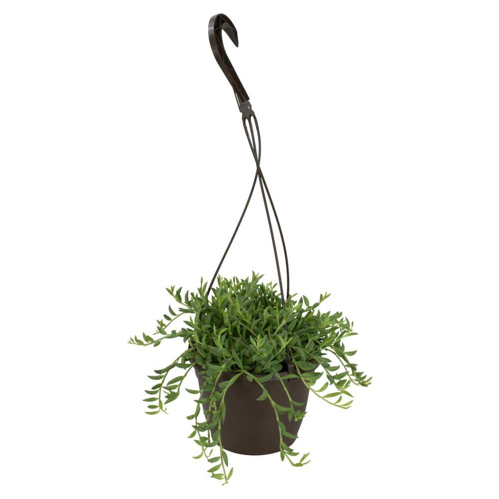 SMART PLANET 6 in. Assorted Bananas Senecio Radican Hanging Basket Plant 0881002