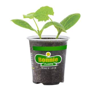 Bonnie Plants 19 oz. Black Beauty Zucchini Plant 4302