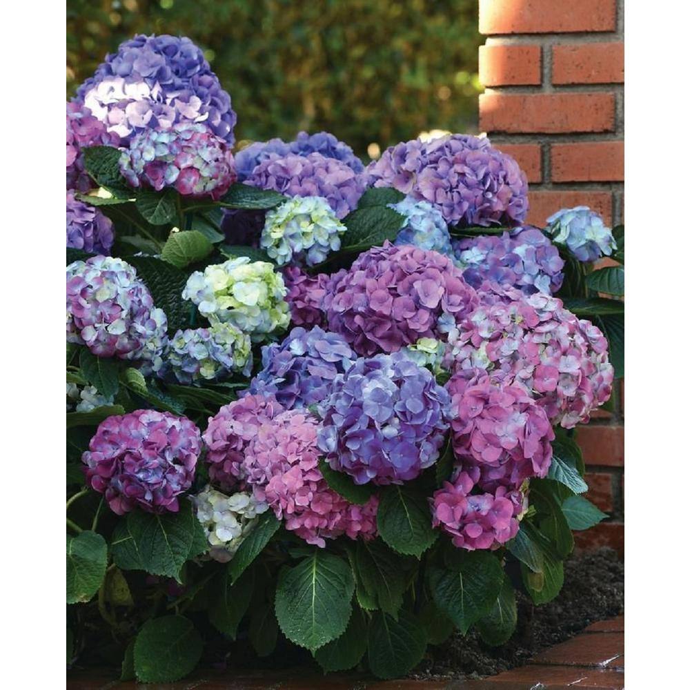 BELL NURSERY 3 Gal. L.A. Dreamin Hydrangea (macrophylla) Live Multi-Colored Flowering Shrub with Pink Blue and Lavender Flowers HYDGA3LAD1PK