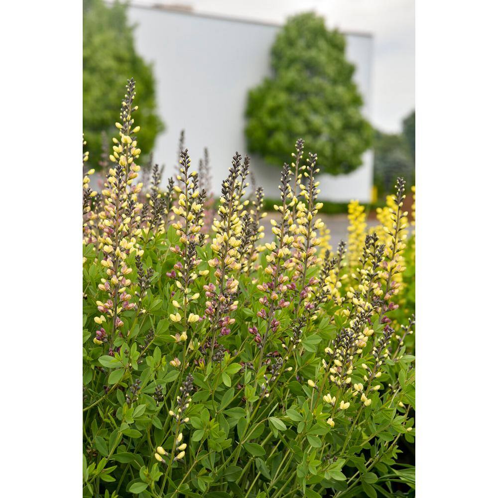 PROVEN WINNERS 3 Gal. Pink Lemonade Baptisia Live Perennial Plant (1-Pack) BAPTI3PLM1PK