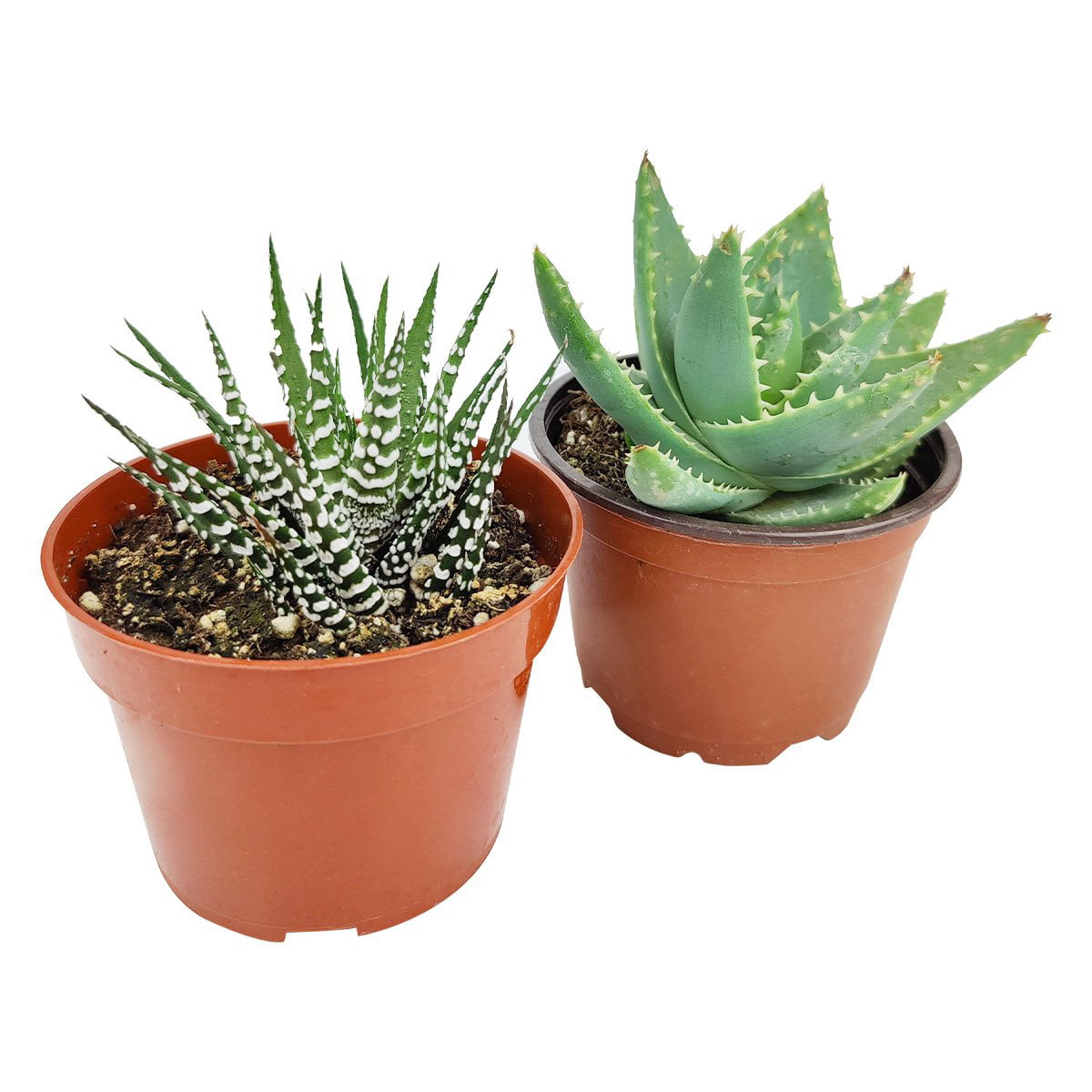 Haworthia/ Aloe/ Agave/ Gasteria Succulent 4