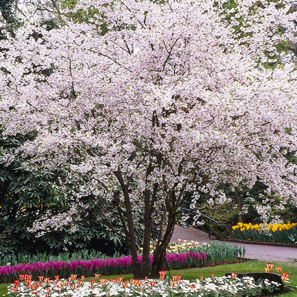 Autumn Cherry Tree