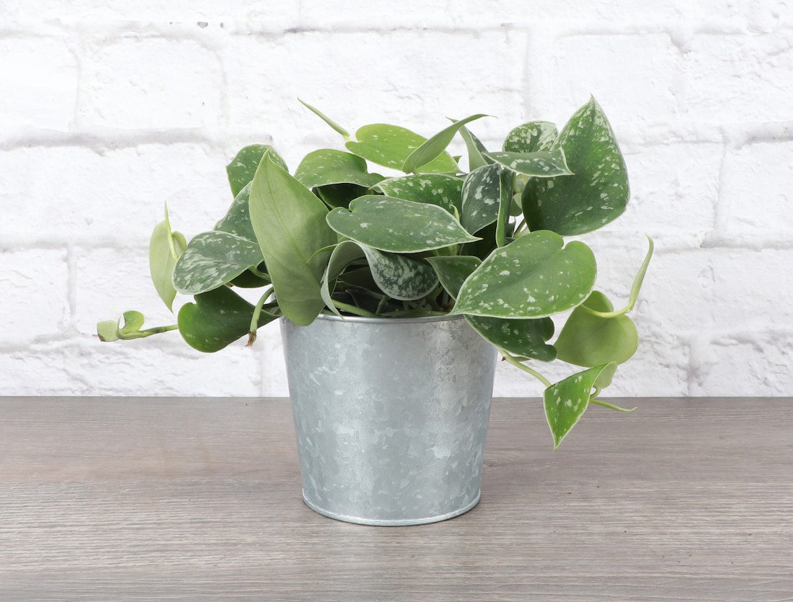 Live Satin Pothos Plant - 4