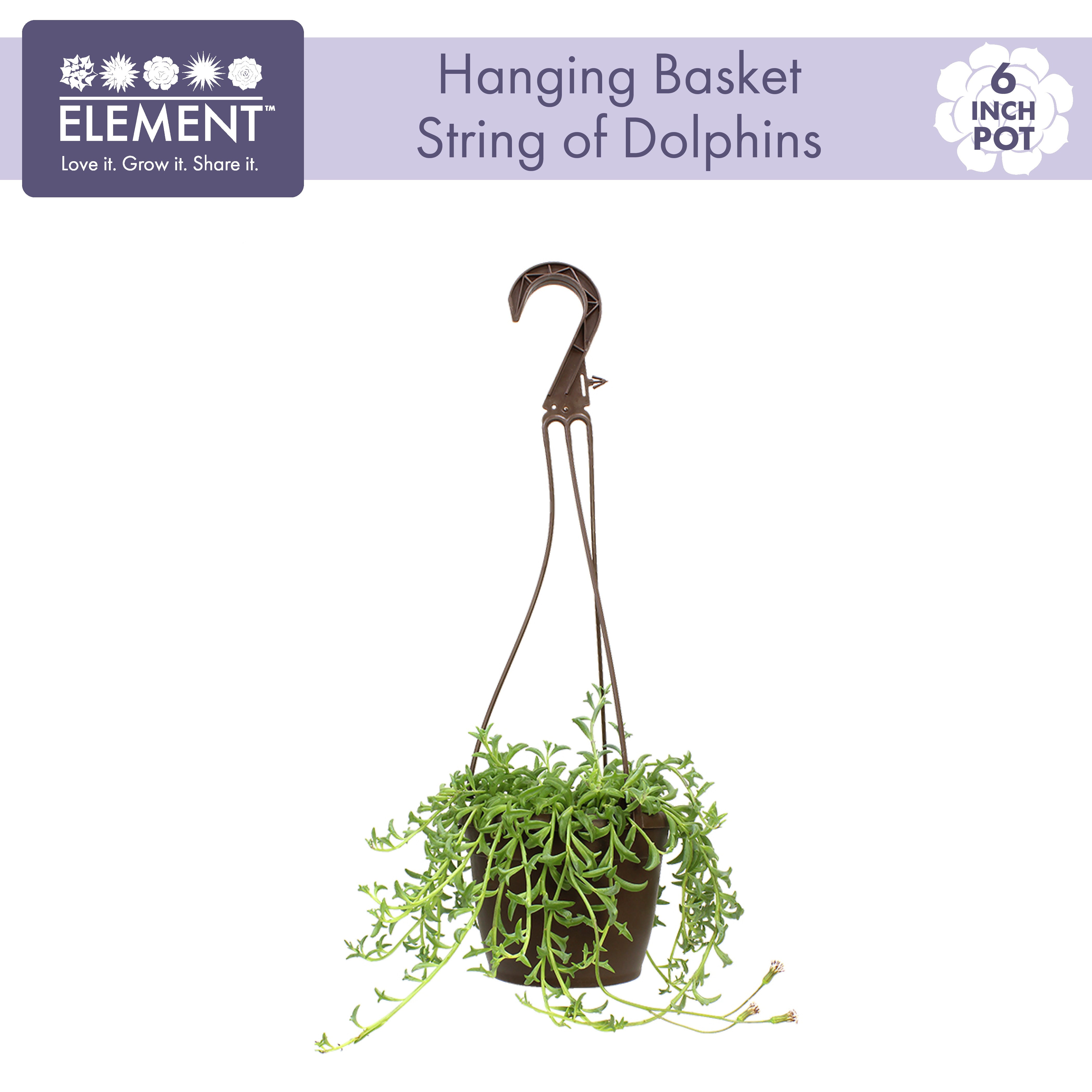 Element by Altman Senecio Peregrinus String of Dolphins Succulent in Hanging Basket ， Live Indoor House Plant with Grower Pot， 6 Inch