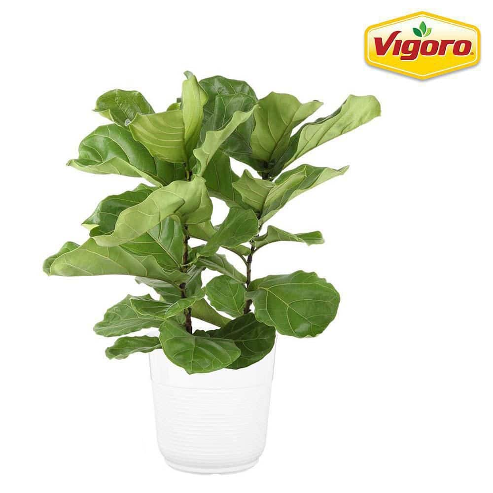 Vigoro 10 in. Lyrata Bush Fiddle Leaf Fig in White Plastic Deco Pot 1.70GFLYRATAPAR