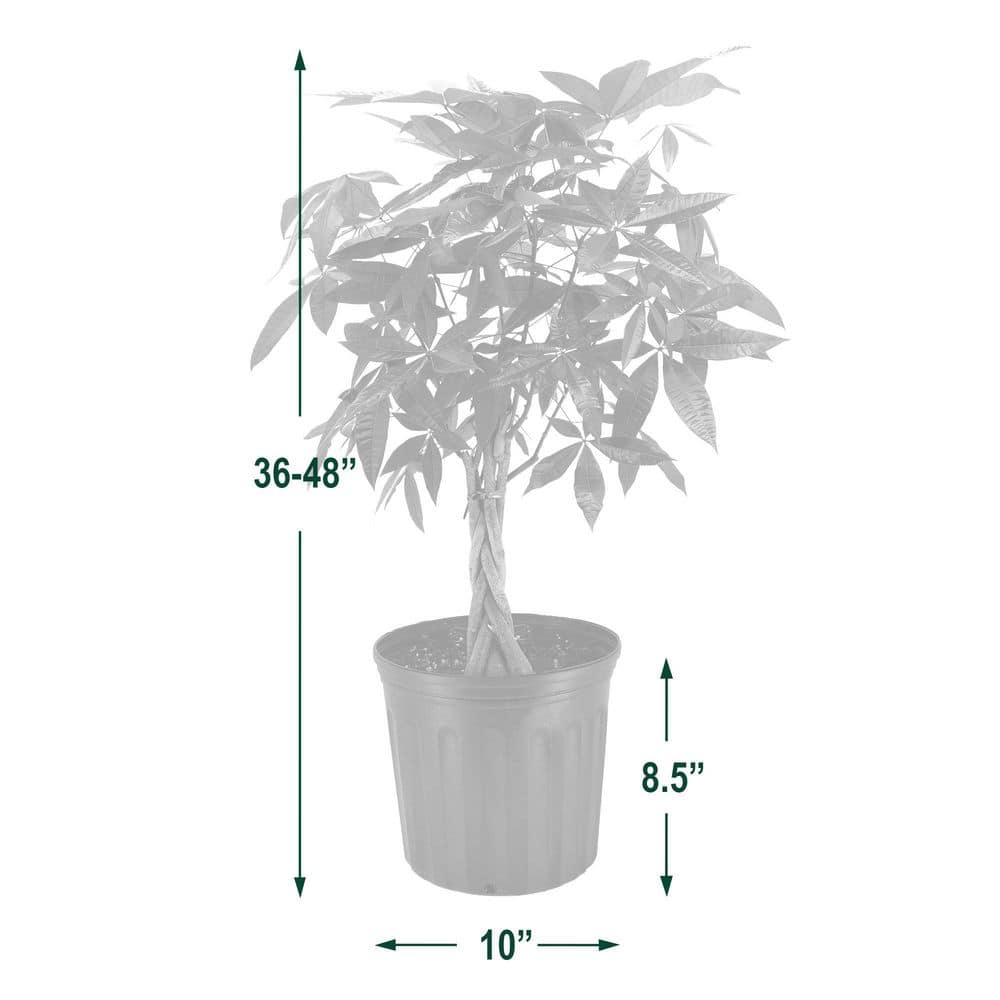 Arcadia Garden Products 10 in. Braided Money Tree Black Plastic Grower Pot LV65