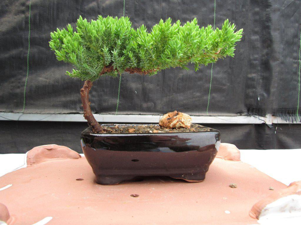 Classic Juniper Bonsai Tree