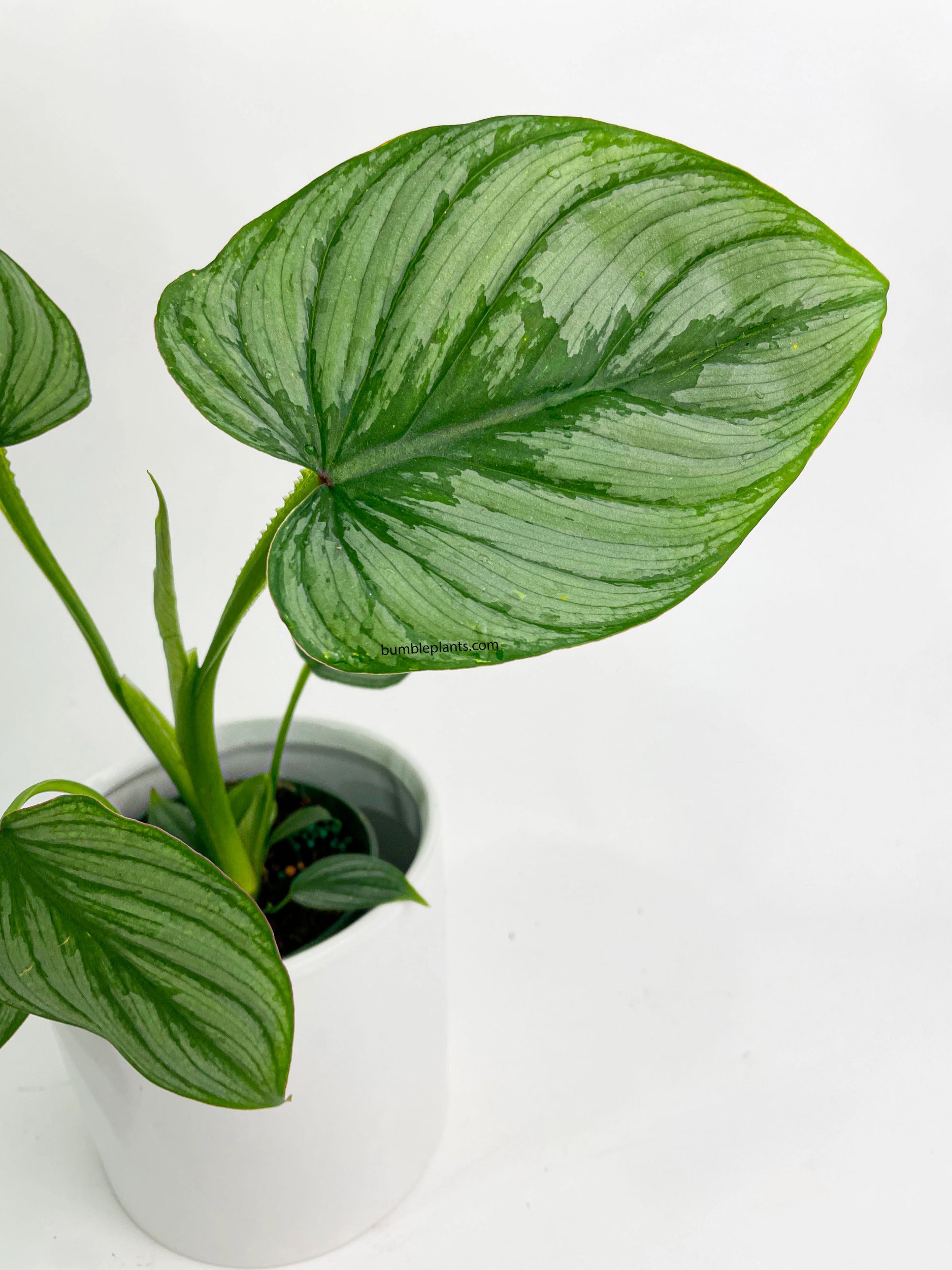 Philodendron Mamei 'Silver Cloud'