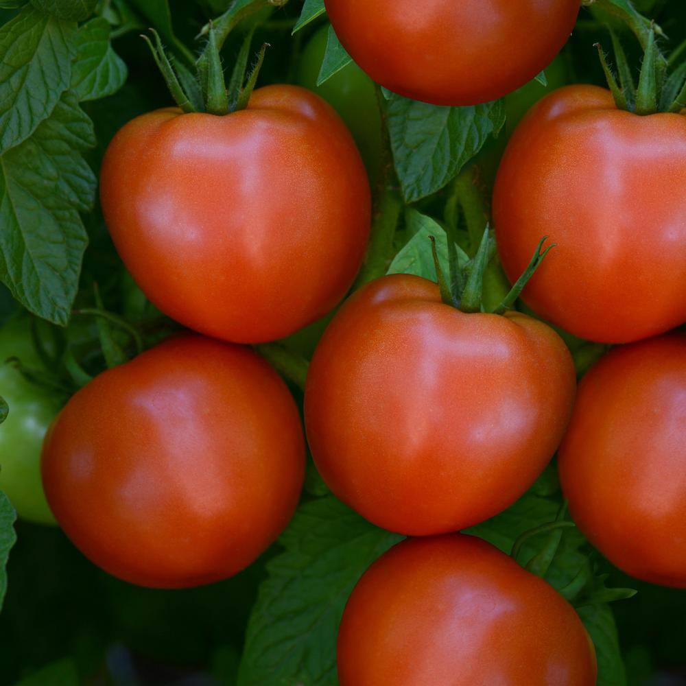 BONNIE PLANTS HARVEST SELECT 25 oz. Stellar Tomato Plant 715339321749