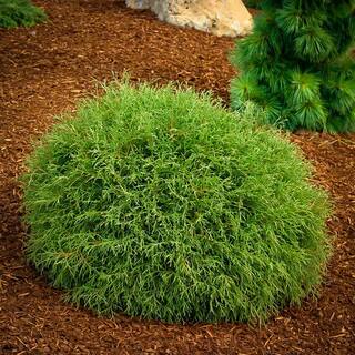 Online Orchards 1 Gal. Little Giant Arborvitae Shrub CFAR003