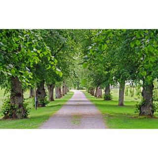 Online Orchards Littleleaf Linden Tree Bare Root SHLI002