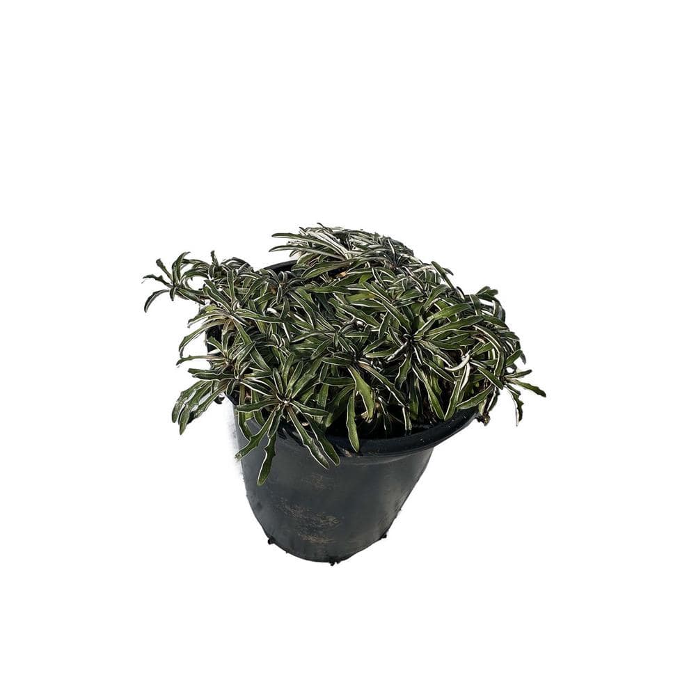 Zeus  Ruta Silver Carpet Plants Xeriscape Pet-Safe Spreading in Pots (1-Pack) W1011-SC1