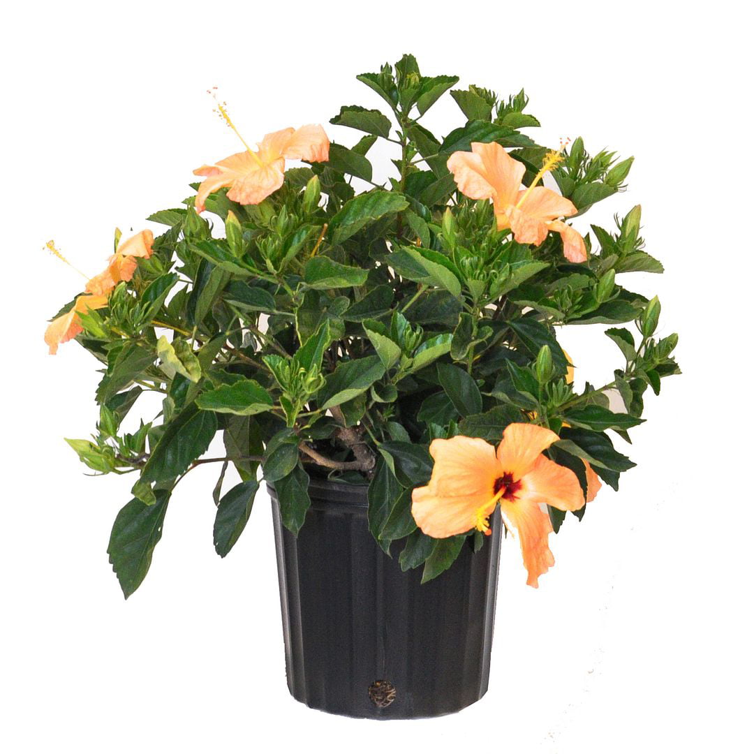 United Nursery Live Hibiscus Bush Salmon Plant 18-24 Inches Tall in 10 Inch Grower Pot