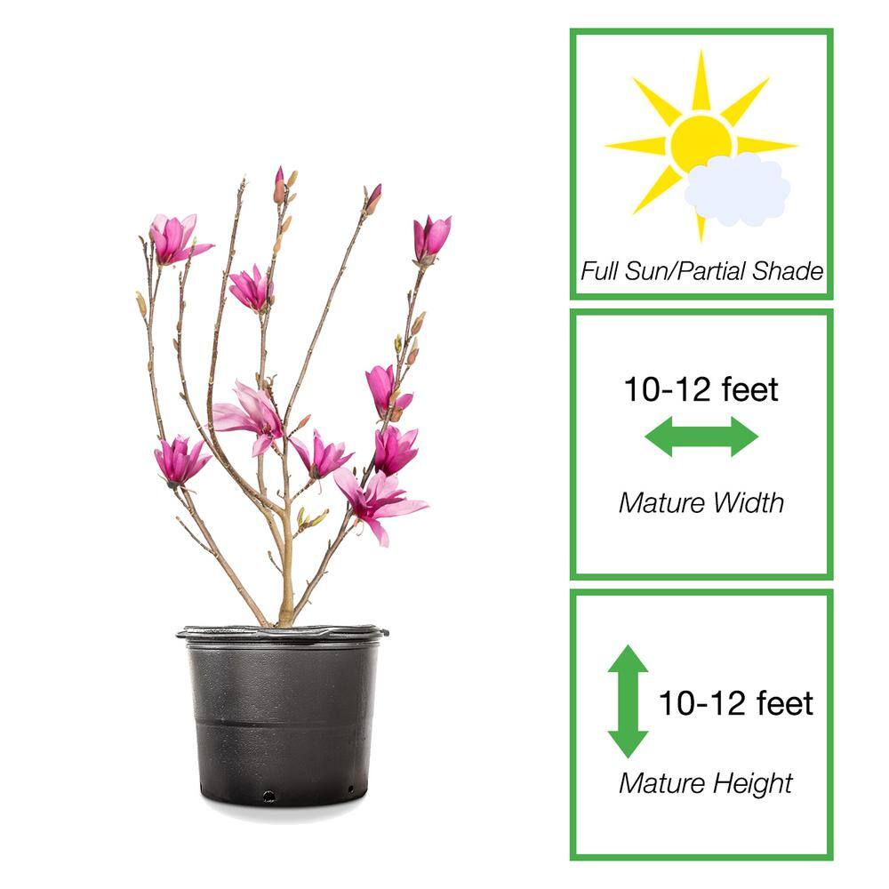 1 Gal. Ann Magnolia (2-Pack) THD00152