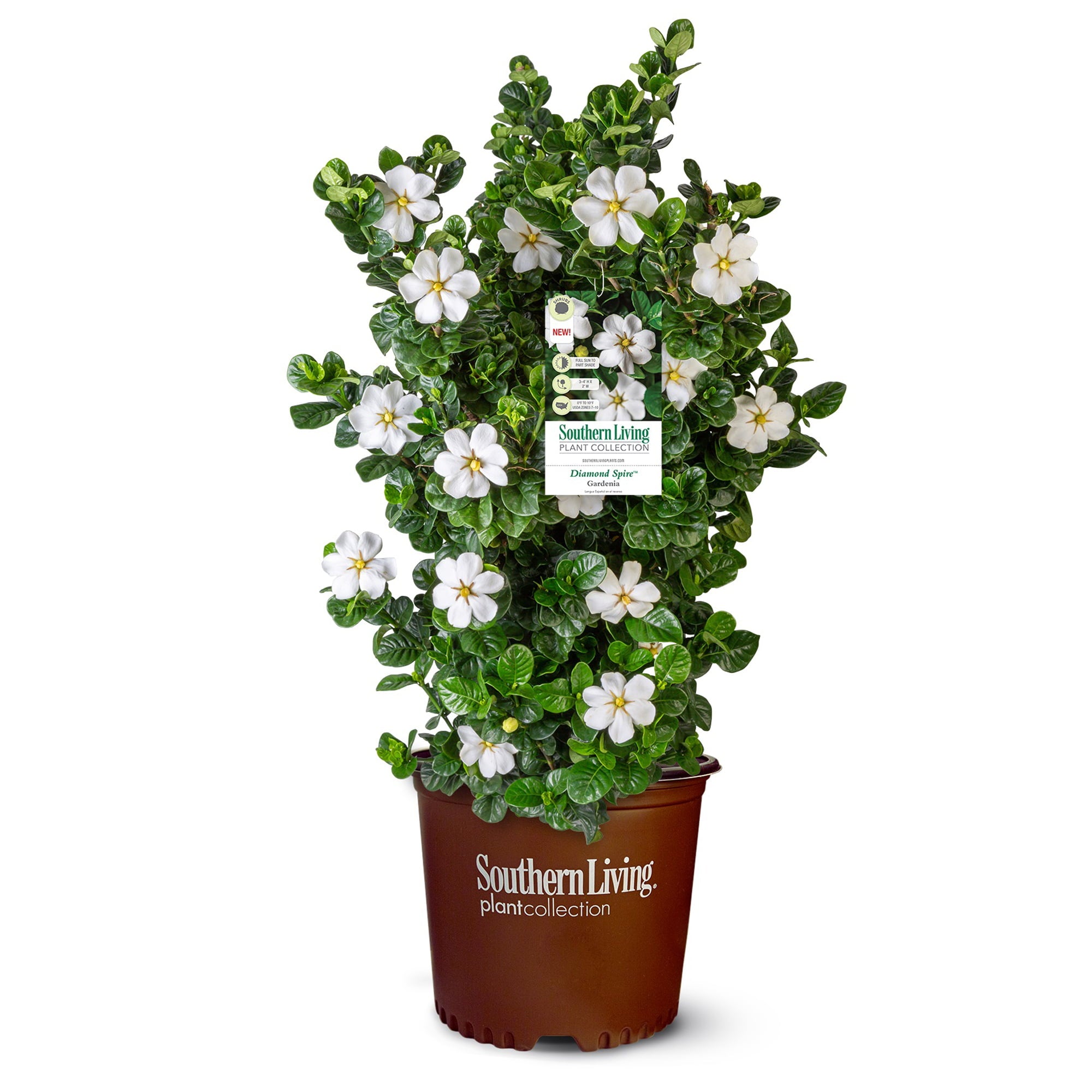 2 Gal Southern Living Gardenia Diamond Spire Live Shrubs