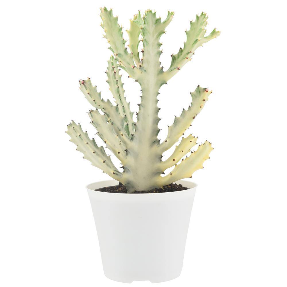 Arcadia Garden Products 6 in. Ghost Dragon Bone Cactus in White Plastic Grower Pot LV94