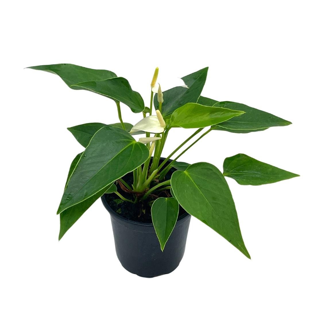 Anthurium White， Very Rare Limited Live plant with flower， in a 4 inch pot