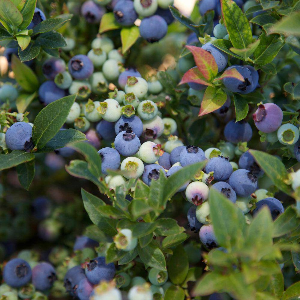 BUSHEL AND BERRY 1 Gal. Bushel and Berry Jelly Bean Blueberry Live Plant 19826
