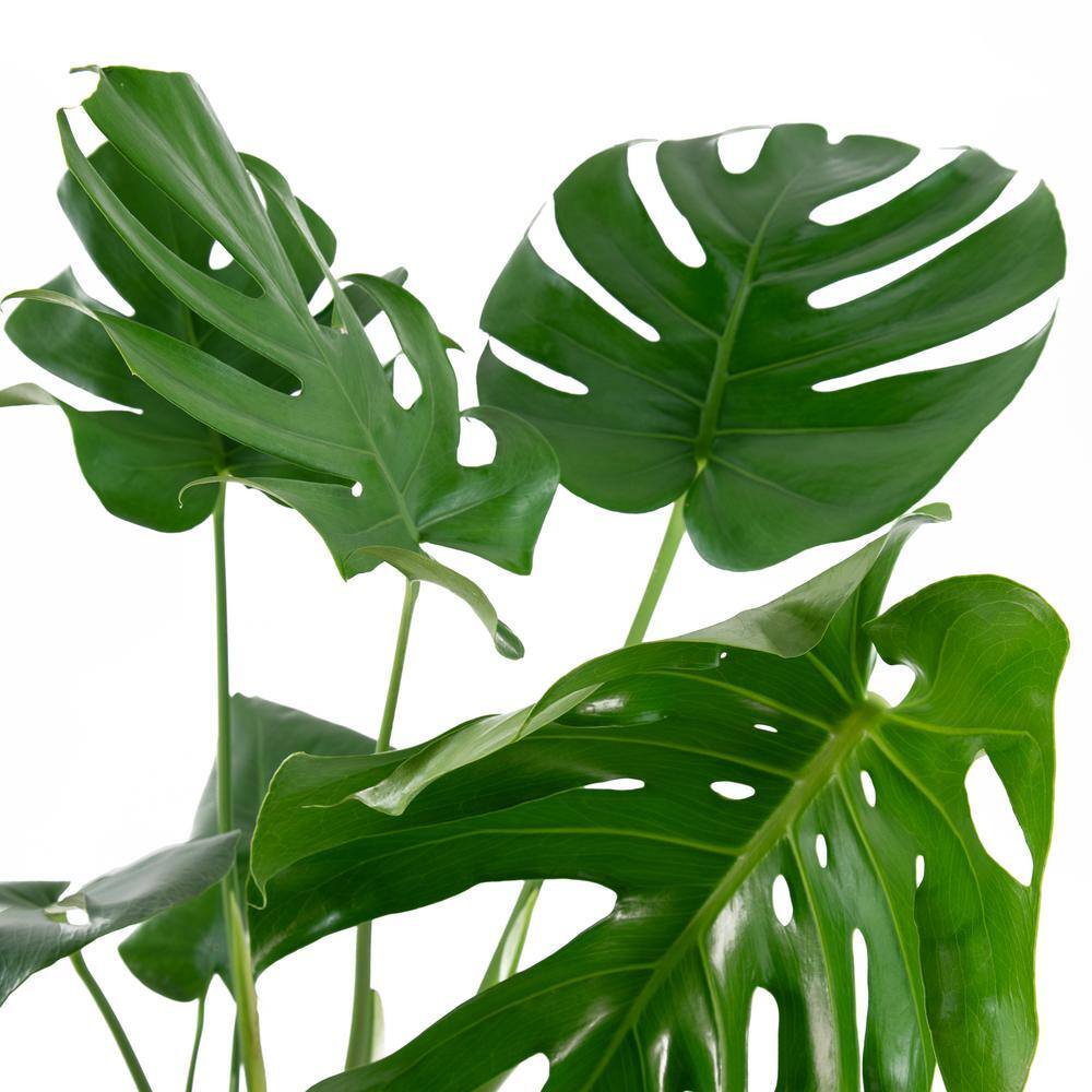 national PLANT NETWORK 10 in. Monstera Swiss Cheese Plant HD7670