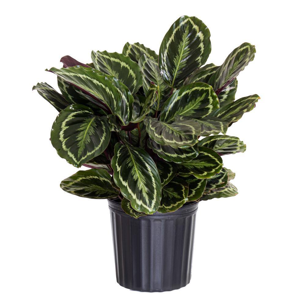 United Nursery Calathea Medallion Live Prayer Plant in 9.25 inch Grower Pot 02278