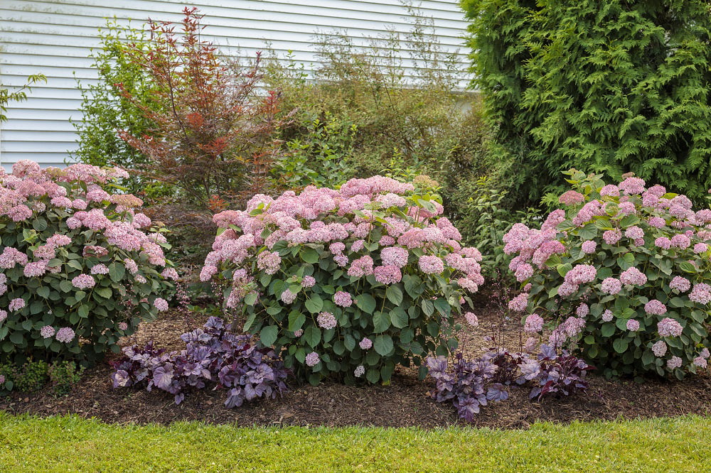 4.5 in.Qt. Dolce Wildberry Coral Bells (Heuchera) Live Plant， White Flowers and Purple Foliage