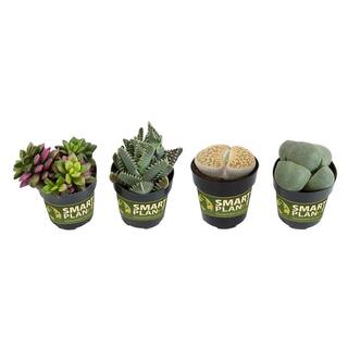 SMART PLANET 2.5 in. Mimicry Assorted Succulent Plants (4-Pack) 0880052