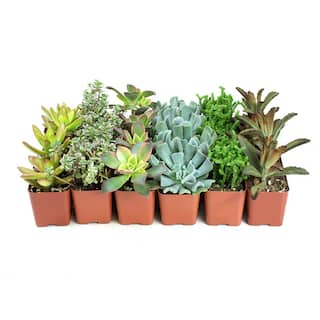 SMART PLANET 2 in. Assorted Mini Succulent (20-Pack) 0881145