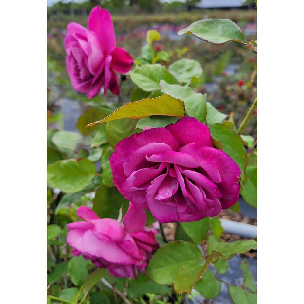 Pure Beauty Farms 3 Gal. Rose Assorted Colors Non-Patent in 12 in. Grower's Pot BOPIS5285