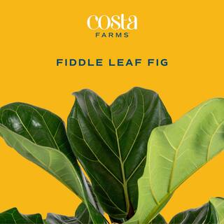 Costa Farms Ficus Lyrata Fiddle Leaf Fig Standard Indoor Plant in 14 in. Grower's Pot Average Shipping Height 5-6 ft. Tall XL-6FL-G-POT-01