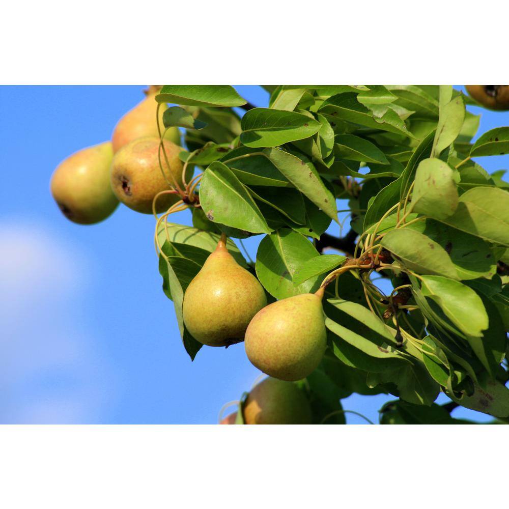 Online Orchards Dwarf Comice Pear Tree Bare Root FTPR002
