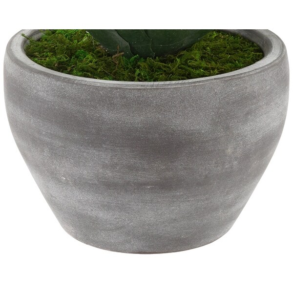 Faux Star Succulent in GreyWashed Ceramic Vase