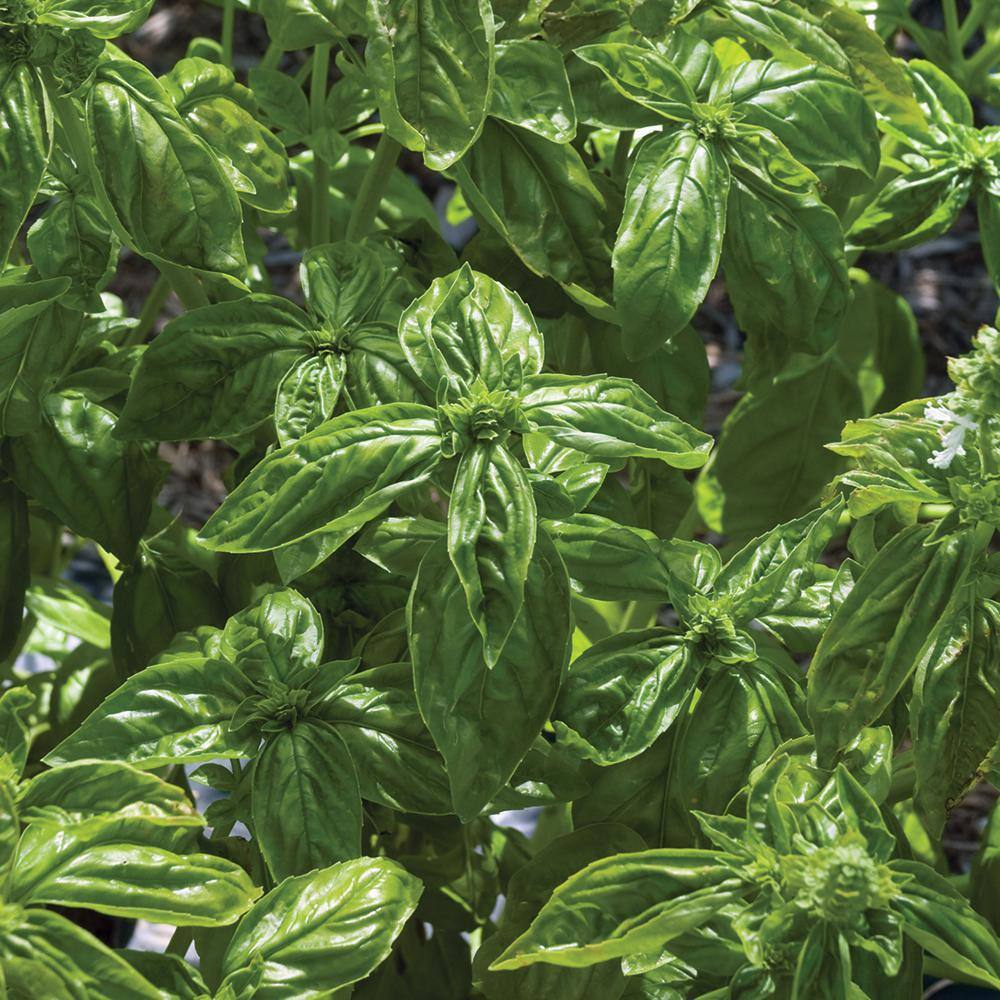 Burpee 4.5 in. Super Sweet Genovese Basil Herb Plant 1008717703