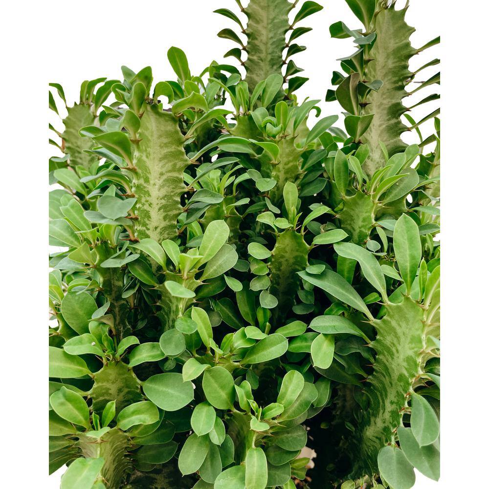 Vigoro 10 in. African Milk Tree (Euphorbia trigona) in Deco Pot 097577