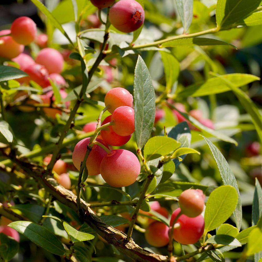 Perfect Plants Live Pink Lemonade Blueberry Fruit Plant 1 Gal. THD10019