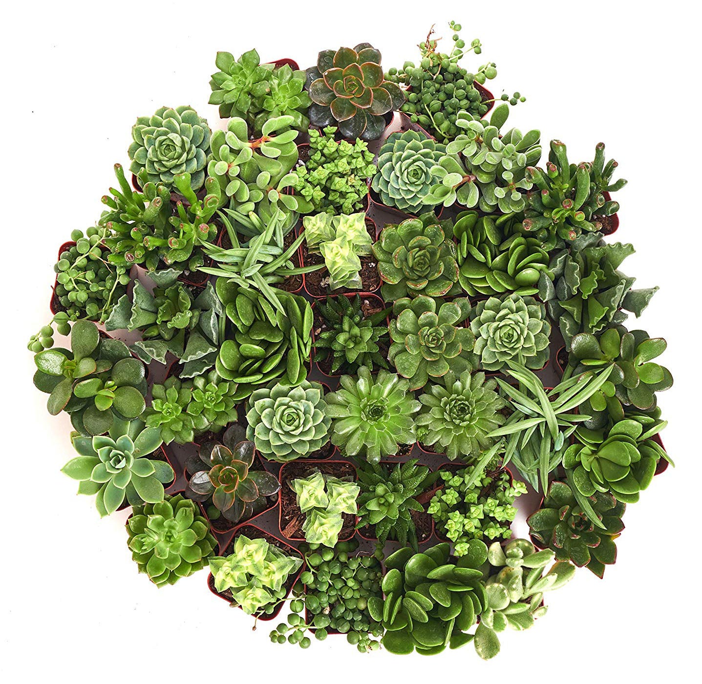 Home Botanicals Green Succulent (Collection of 32)