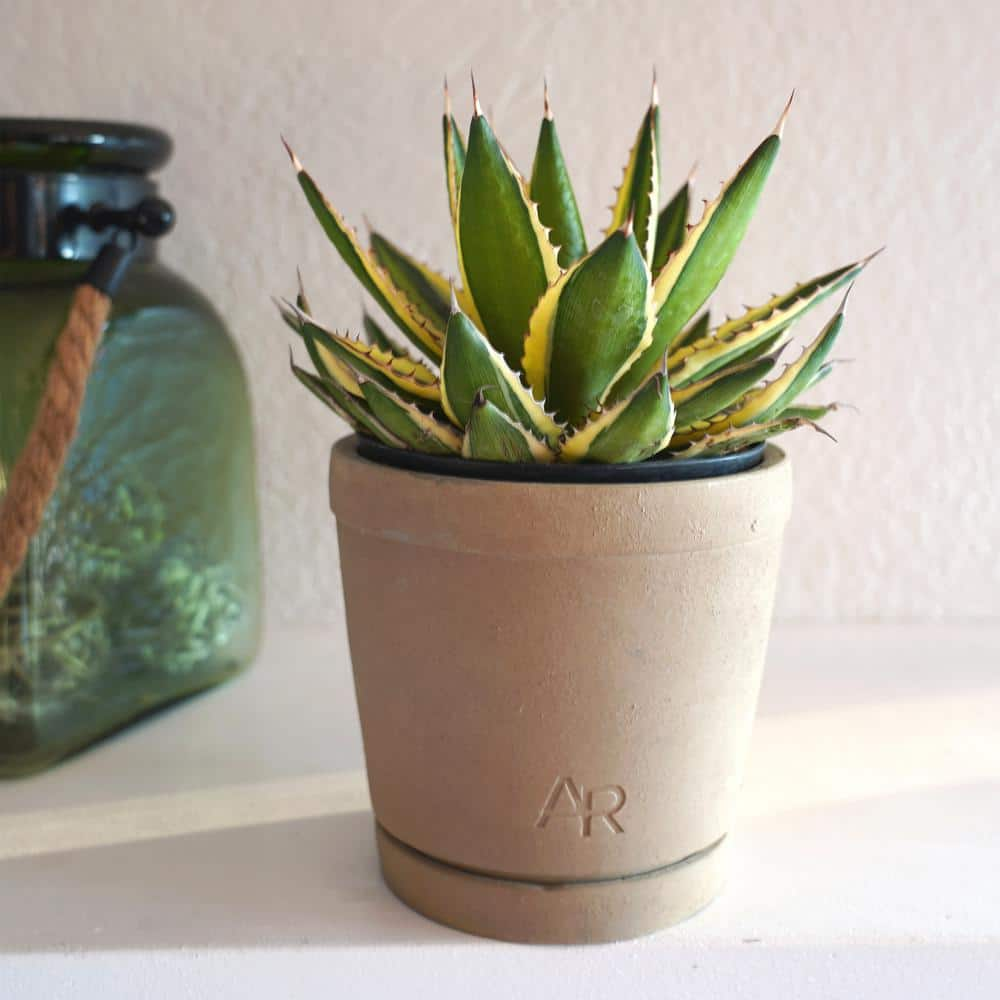 ALTMAN PLANTS Altman Reserve 6 in. Quadricolor Century Plant Succulent (Agave Lophantha) in Cement Pot 0872982