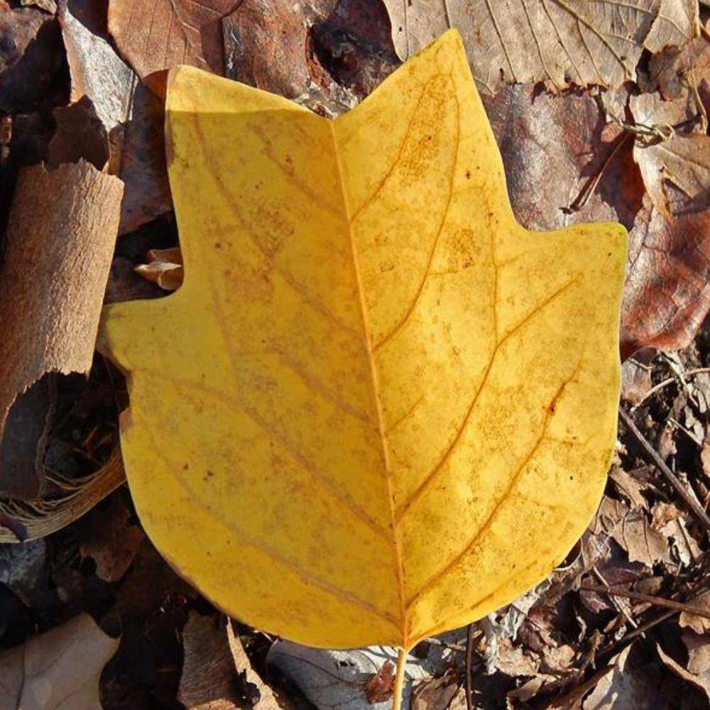 7 Gal. Poplar Tulip Shade Tree POPTUL07G