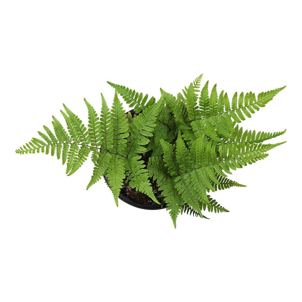 ALTMAN PLANTS 1 Gal. Autumn Fern (Dryopteris Erythrosora) Shrub Plant 0881280