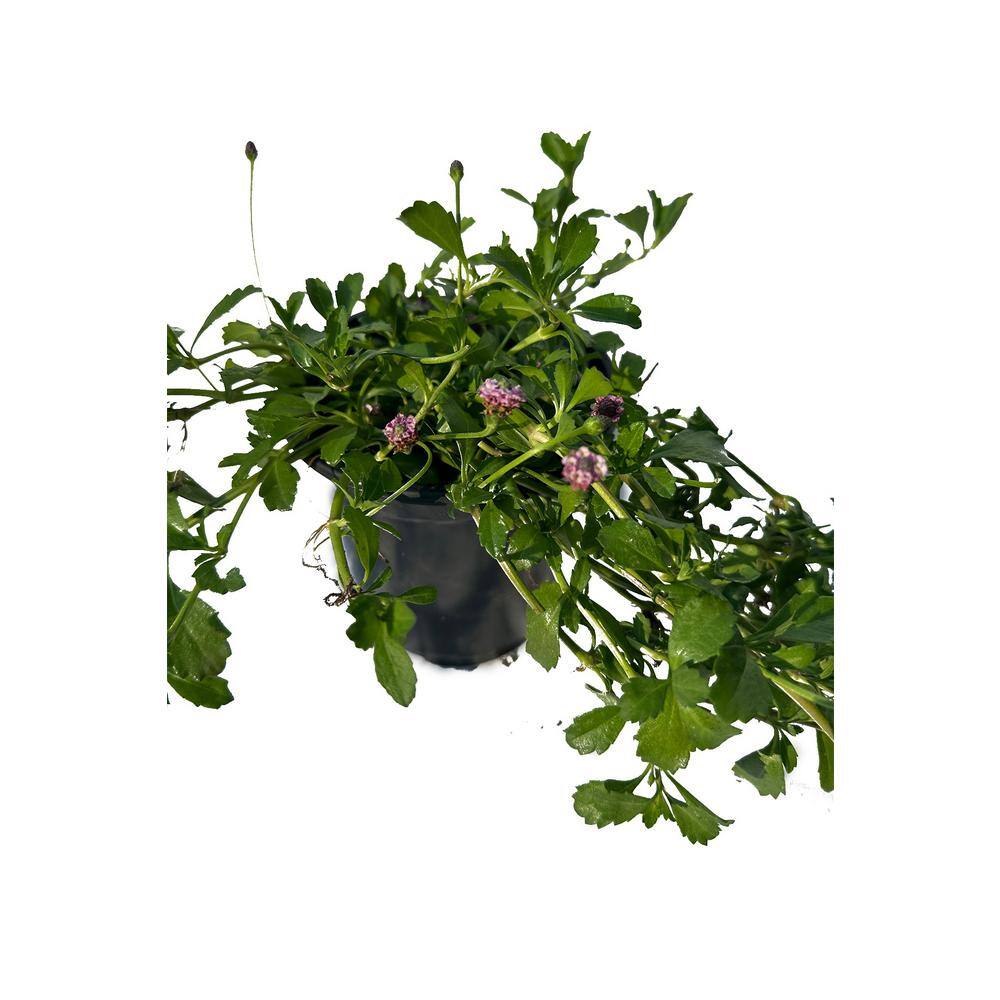 Cesicia Turkey Tangle Frogfruit Spreading Plant (3-Pack) MMPlant12