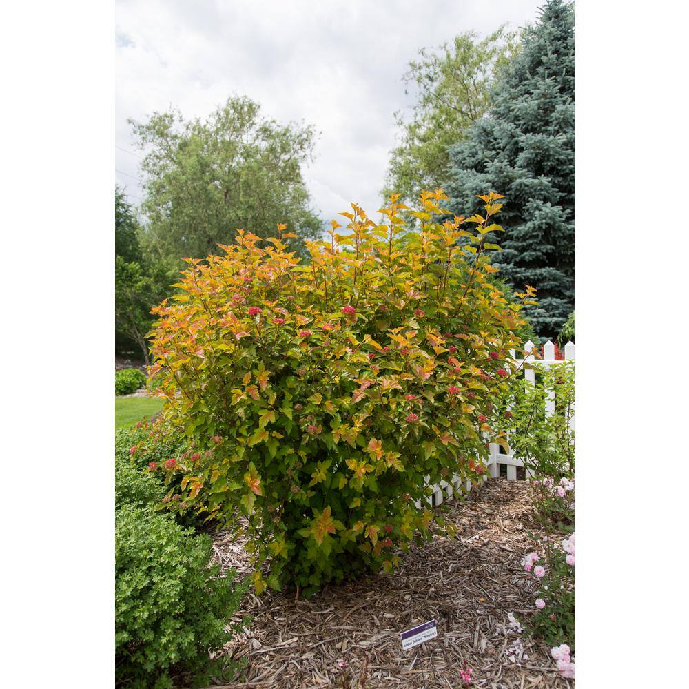 FIRST EDITIONS 2 Gal. Amber Jubilee Ninebark (Physocarpus) Live Shrub with White Flowers O58412F